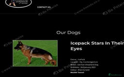 German Shepherd dogs for sale: West German German Shepherd stud dog for sale - Image 6