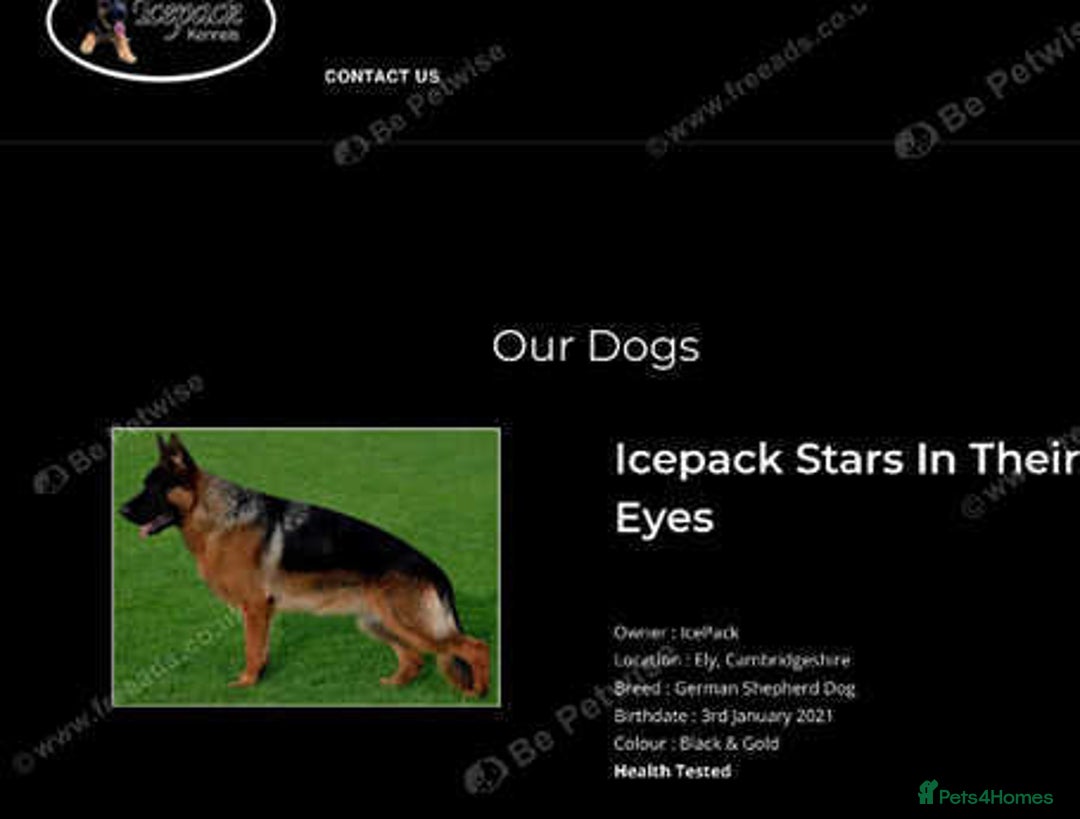 German Shepherd dogs for sale: West German German Shepherd stud dog for sale - Image 6
