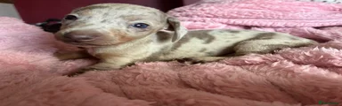 Miniature Dachshund Puppy 2