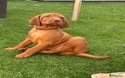 Hungarian Vizsla dogs for sale: KC regarding Hungarian Vizsla puppies - Image 29