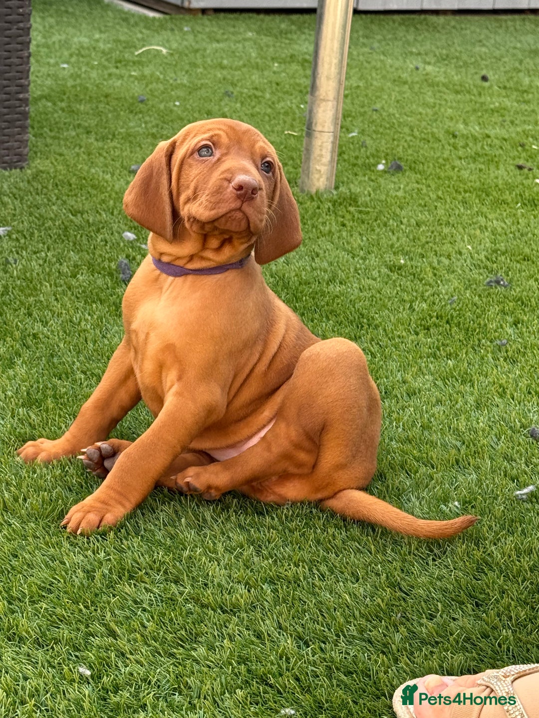 Hungarian Vizsla dogs for sale: KC regarding Hungarian Vizsla puppies - Image 29