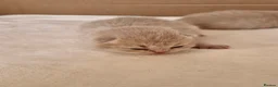 British Shorthair cats for sale: British shorthair kittens - Advert 12