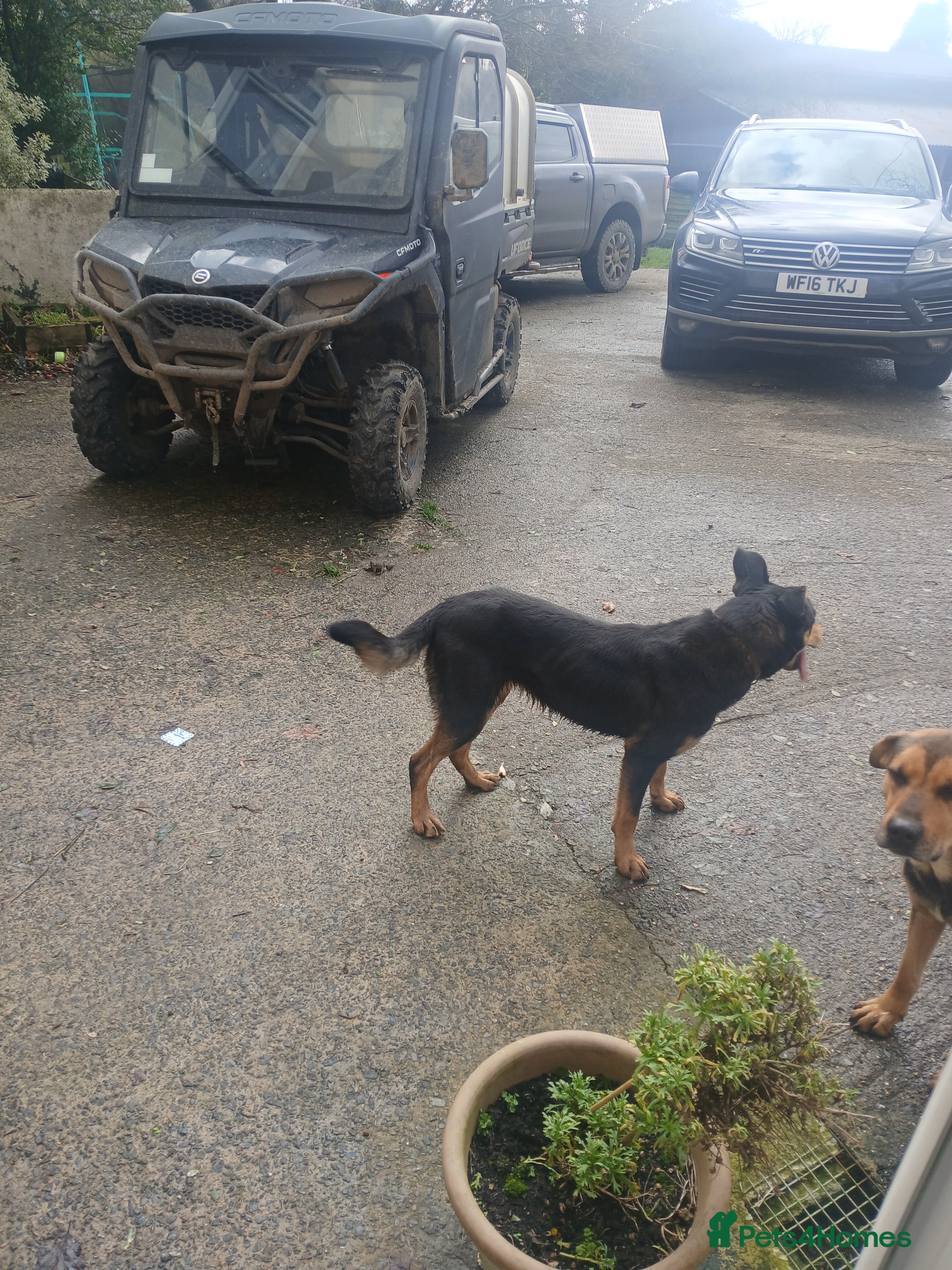 Mixed Breed dogs 2 year old huntaway x collie - Advert 1