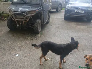 Mixed Breed dogs 2 year old huntaway x collie - Advert 4