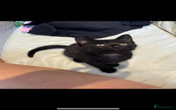 British Shorthair cats for sale: 2 Kittens for sale - Image 4