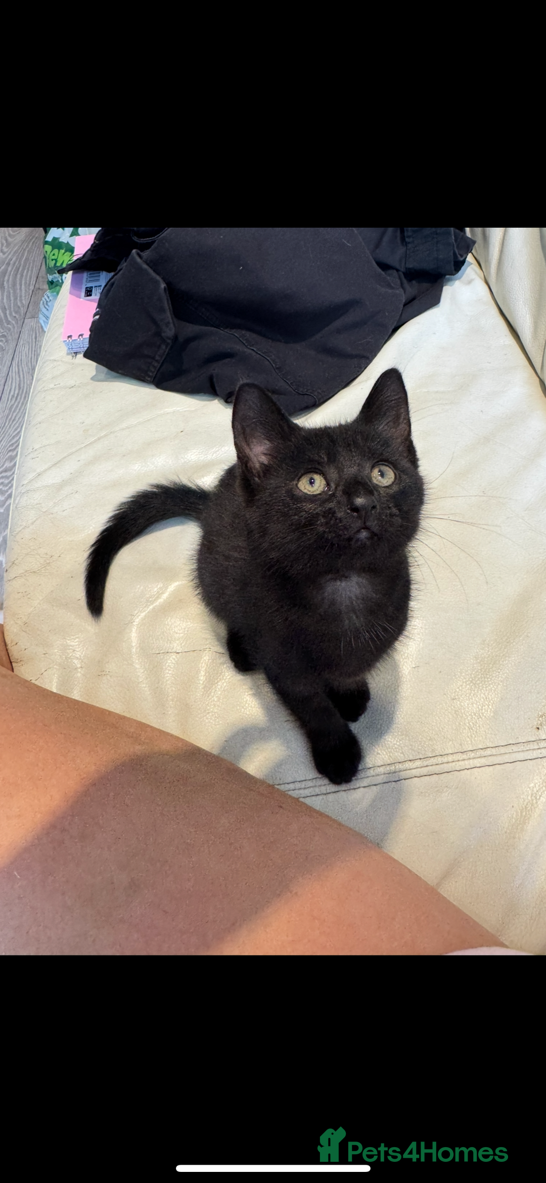 British Shorthair cats for sale: 2 Kittens for sale - Image 4