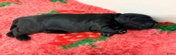 Cocker Spaniel dogs for sale: Beautiful Black Male Show Cocker Pup  - Advert 8