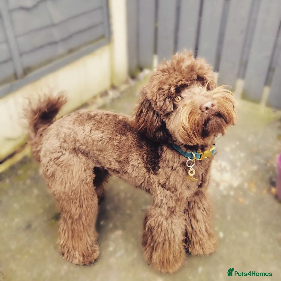 Miniature Poodle dogs for stud: *PROVEN* DNA Health Tested Chocolate Cockapoo STUD in Manchester - Advert 4