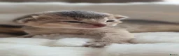 Abyssinian cats for sale: Abyssinian kittens TICA registered - Advert 9