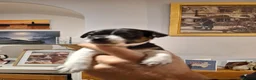 Mixed Breed dogs for sale: Mum jack russell dad jack russell cross dachshund  in Penzance - Advert 3