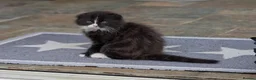Scottish Fold cats for sale: Beautiful kitten ready NOW!! - Advert 2