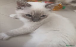 Ragdoll cats for sale: 7 Ragdoll kittens for sale - Image 8