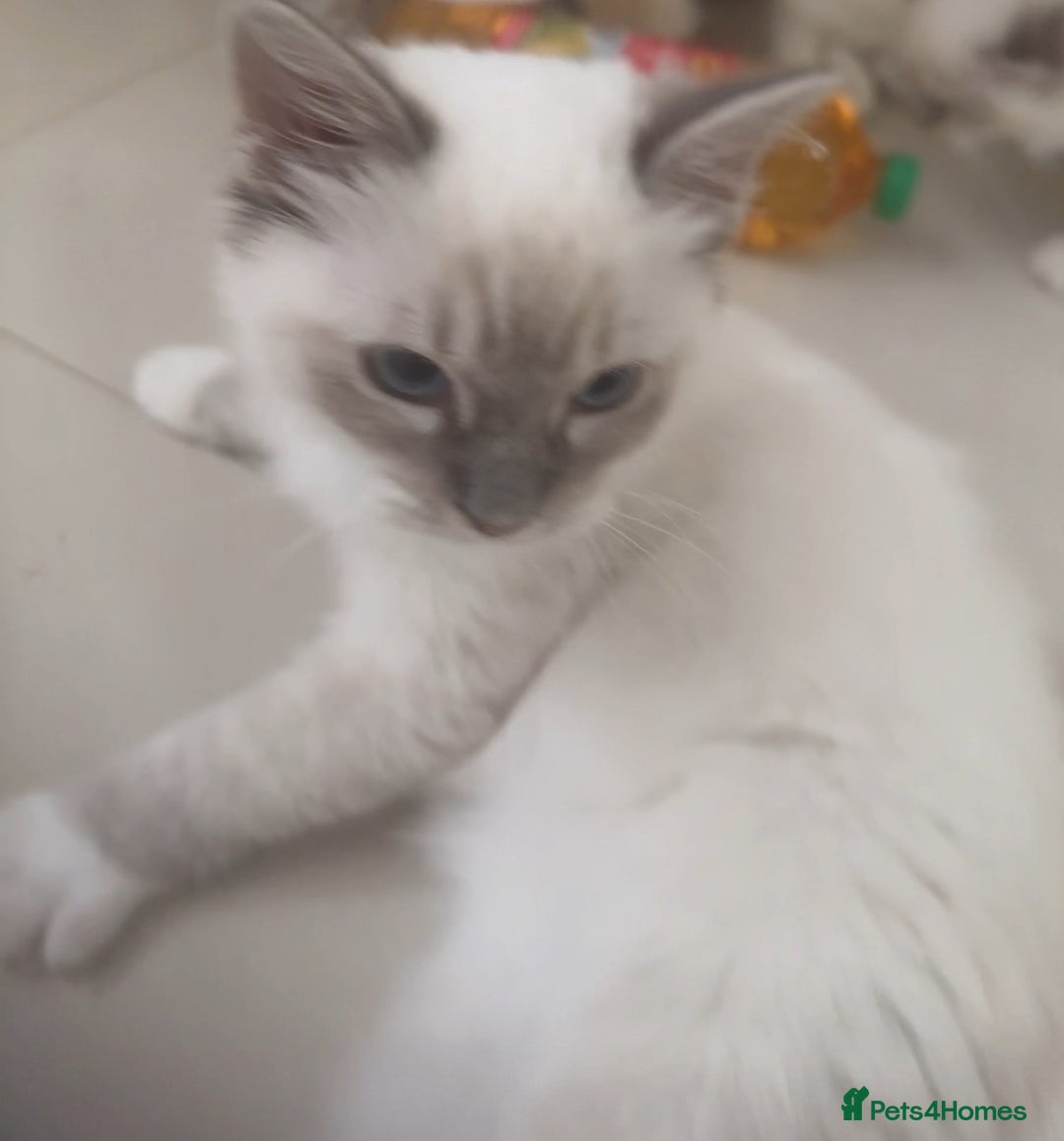 Ragdoll cats for sale: 7 Ragdoll kittens for sale - Image 8