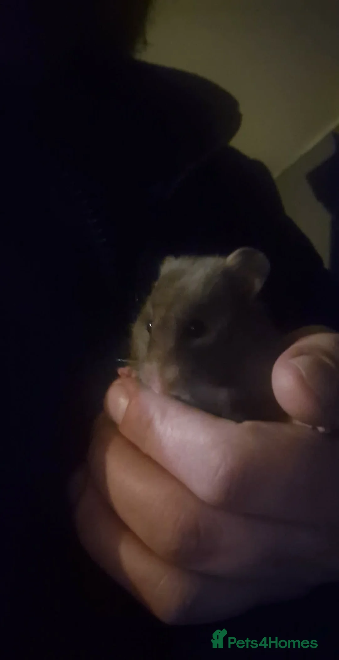 Hamster rodents for sale: Titch. Syrian Hamster. Cage, food and bedding too. - Advert 3