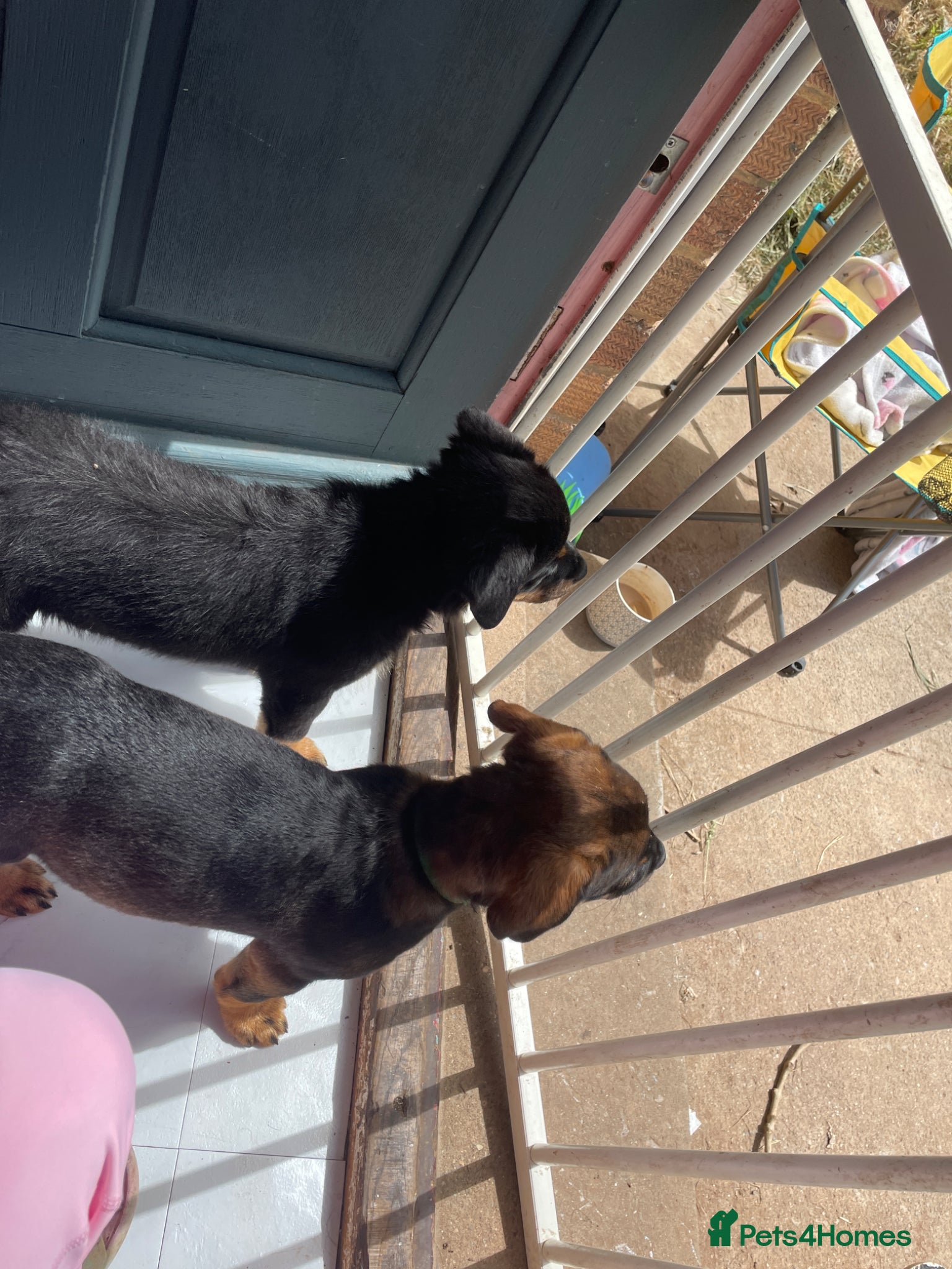 Rottweiler dogs £750    2 left Rottweilers with a hint of husky  - Advert 10