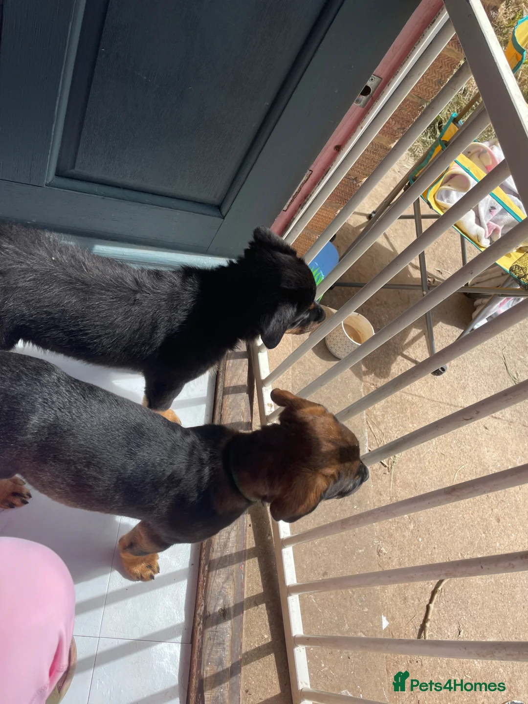 Rottweiler dogs for sale: £750    2 left Rottweilers with a hint of husky  - Advert 1