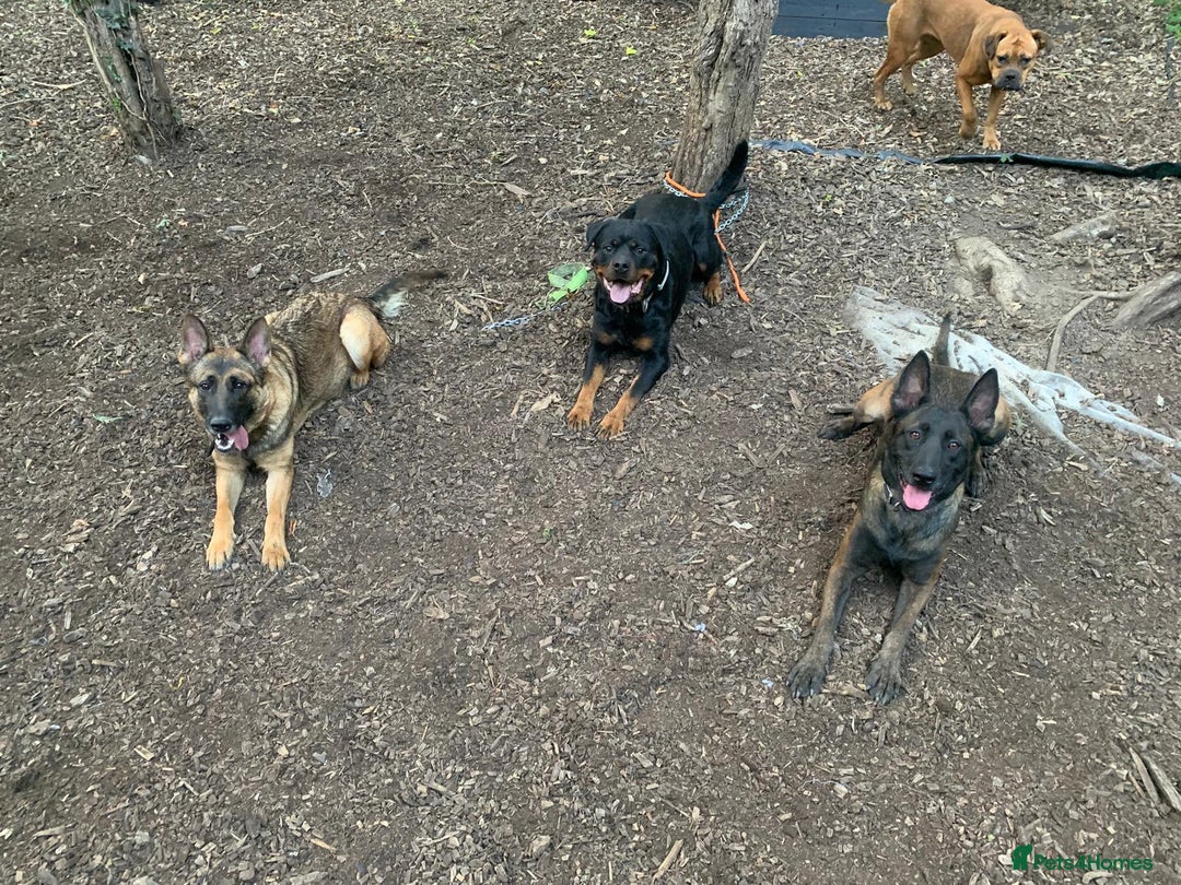 Belgian Shepherd Dog dogs for sale: Maggie 3-year-old Belgian Malinois. - Advert 11