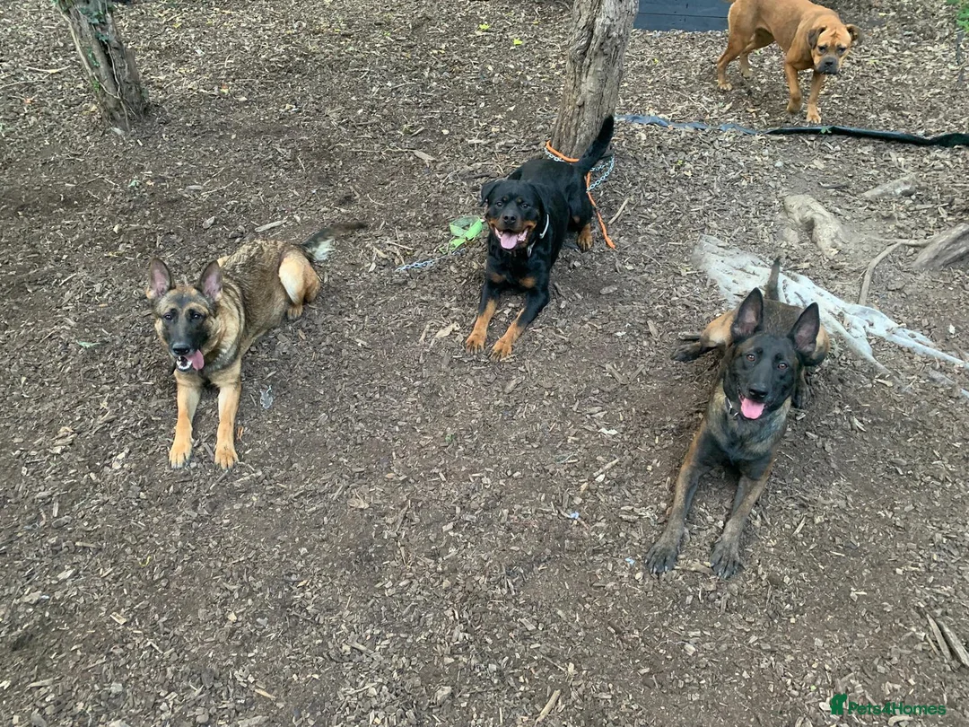 Belgian Shepherd Dog dogs for sale: Maggie 3-year-old Belgian Malinois. - Advert 11