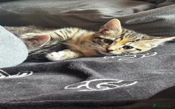 British Shorthair cats for sale: Gorgeous kittens ready soon 3 girls 😍 - Image 13