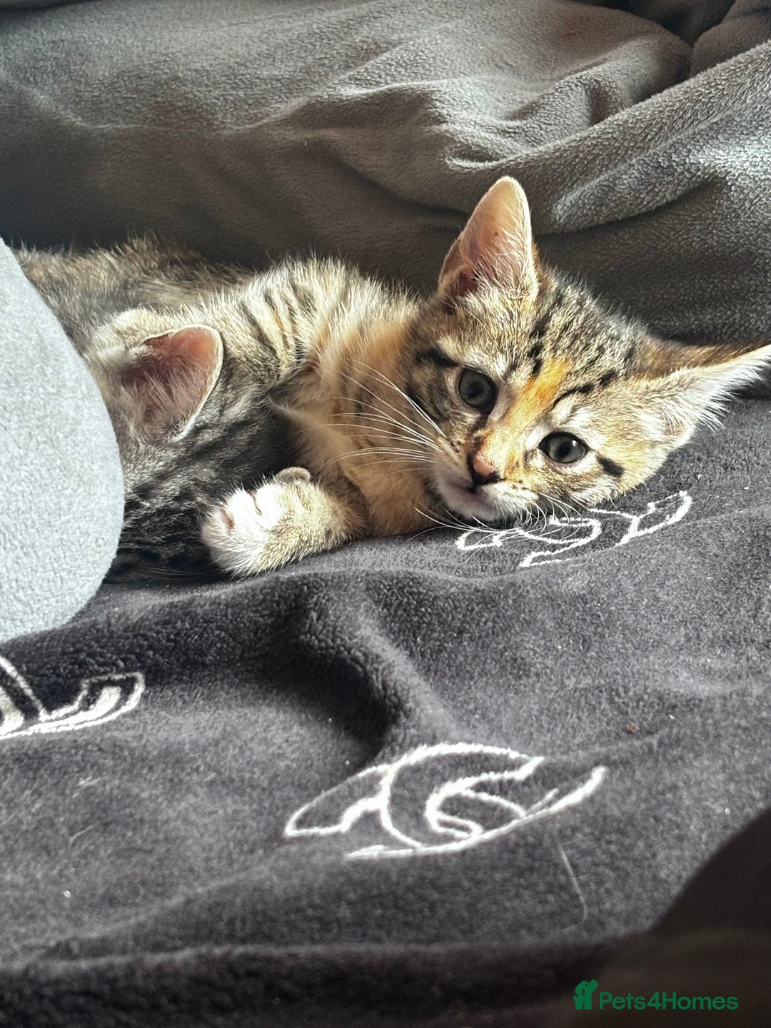 British Shorthair cats for sale: Gorgeous kittens ready soon 3 girls 😍 - Image 13