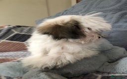 Mixed Breed dogs for sale: shihtzu x maltese  - Image 4