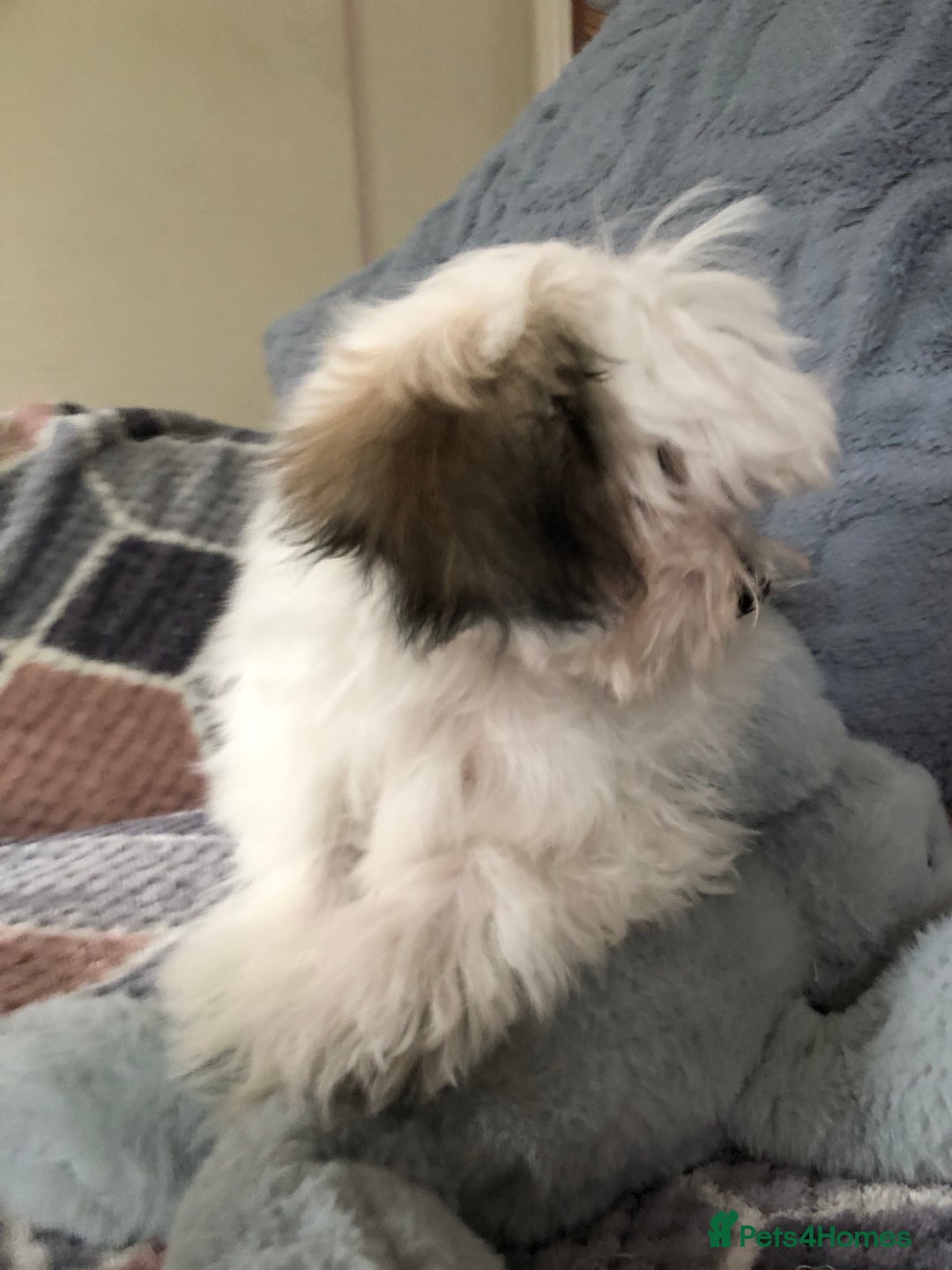 Mixed Breed dogs for sale: shihtzu x maltese  - Image 4