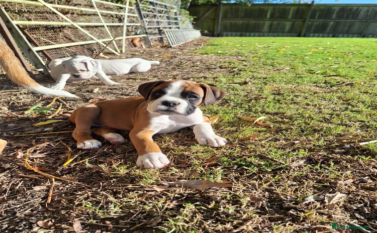 Boxer dogs - Advert 1