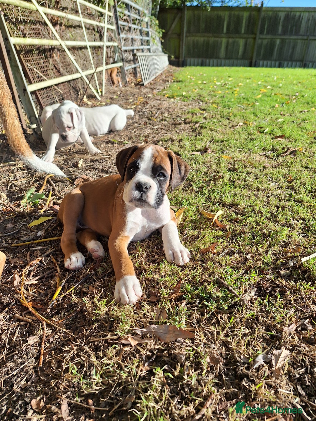Boxer dogs for sale: Boxer puppies kennel club reg 5 star licence  - Image 3