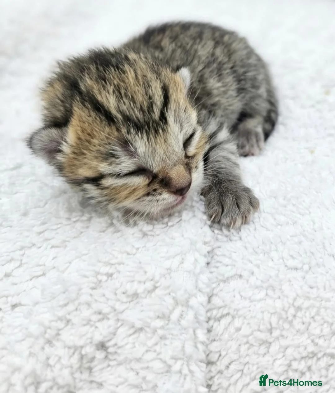 British Shorthair cats for sale: 🐱silver/Brown tabby British Shorthair 🐱 - Advert 2