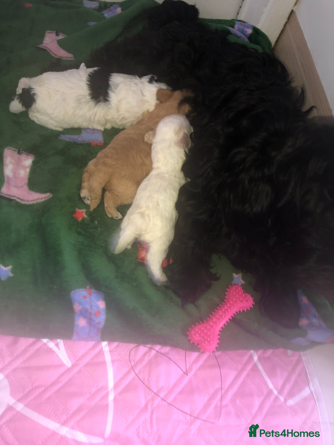 Cockapoo dogs for sale: Stunning toy cockapoo puppies  - Image 31