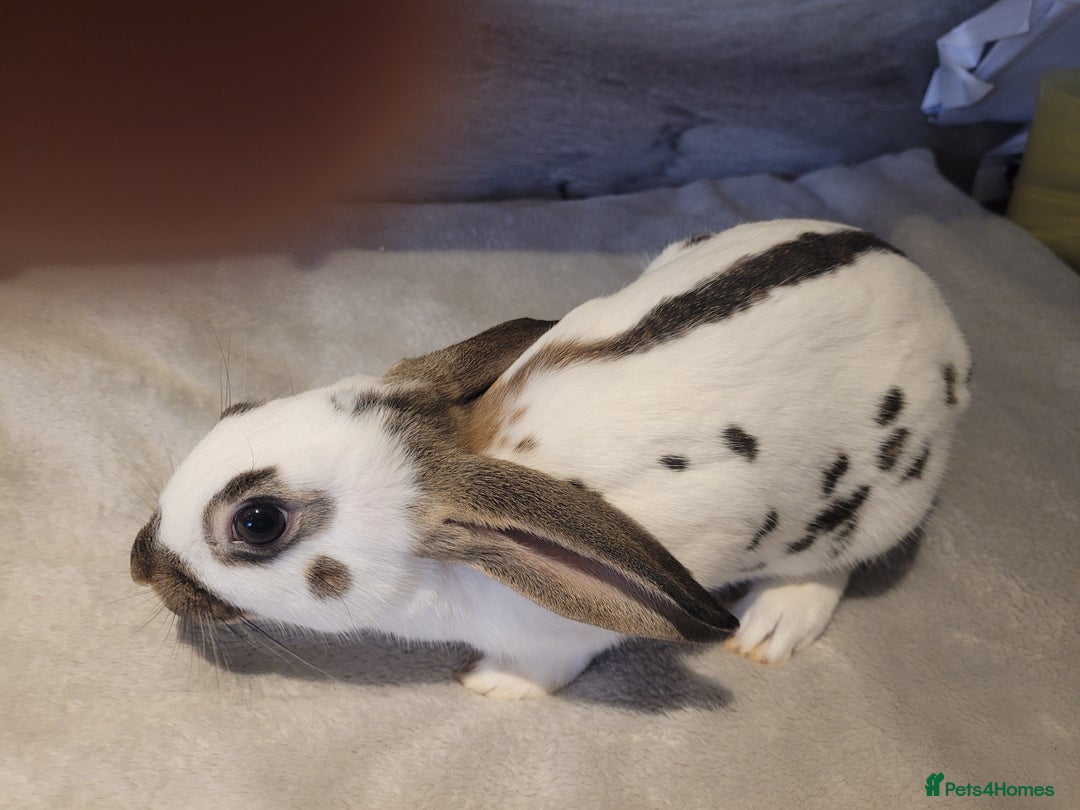 English Spot rabbits for sale: Baby English spot - Image 5