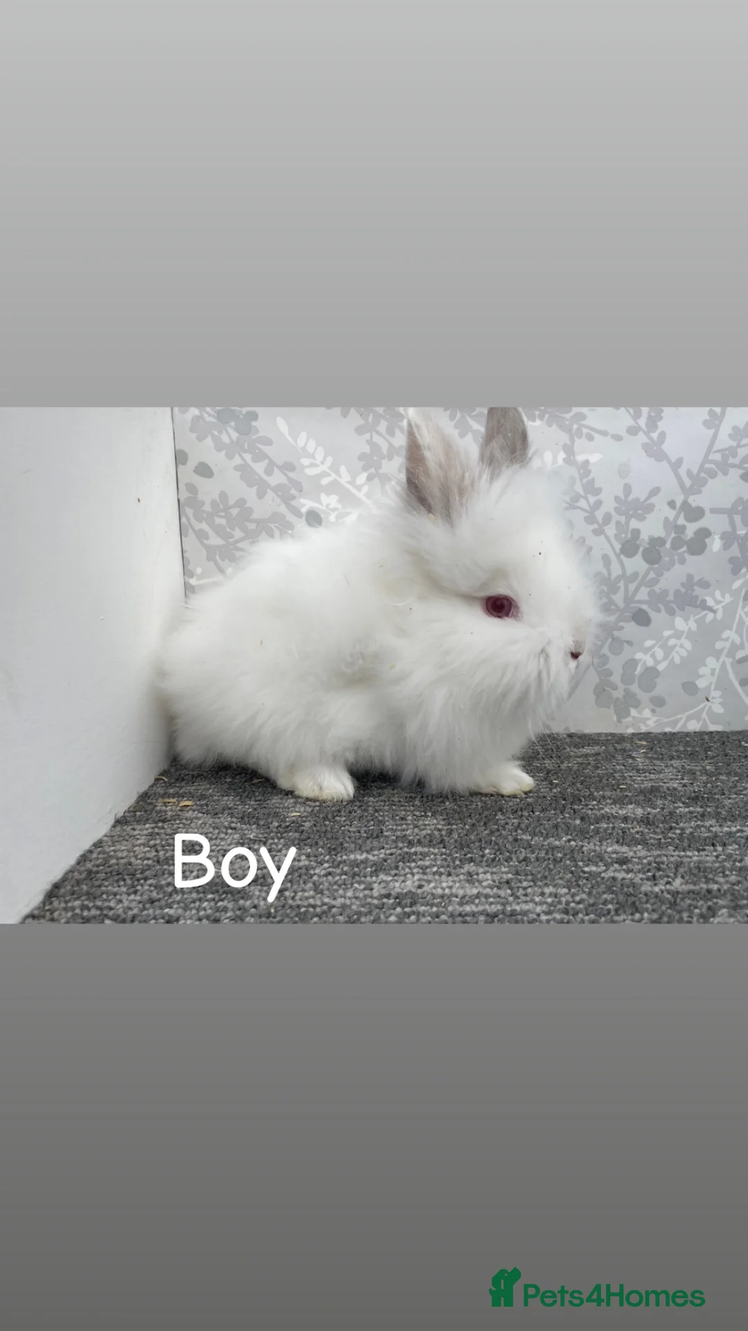 Lionhead rabbits for sale: READY TO LEAVE NOW Double main lionhead  - Advert 5