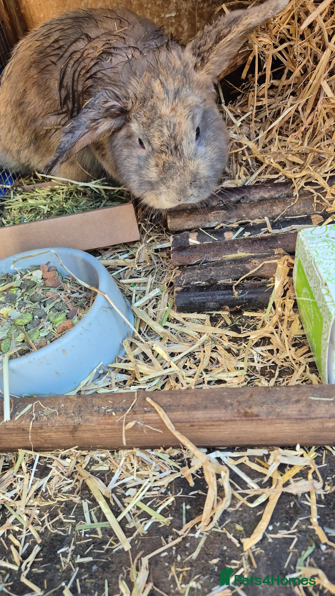 Mixed Breed rabbits for sale: Bonded pair of male rabbits - Advert 2