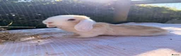 Mini Lop rabbits for sale:  Gorgeous mini Lop babies  - Advert 14