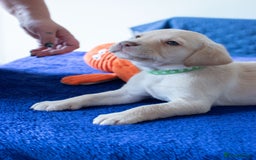 Labrador Retriever dogs for sale: Adorable Labrador Retriever Puppies  🐶💛 - Image 20