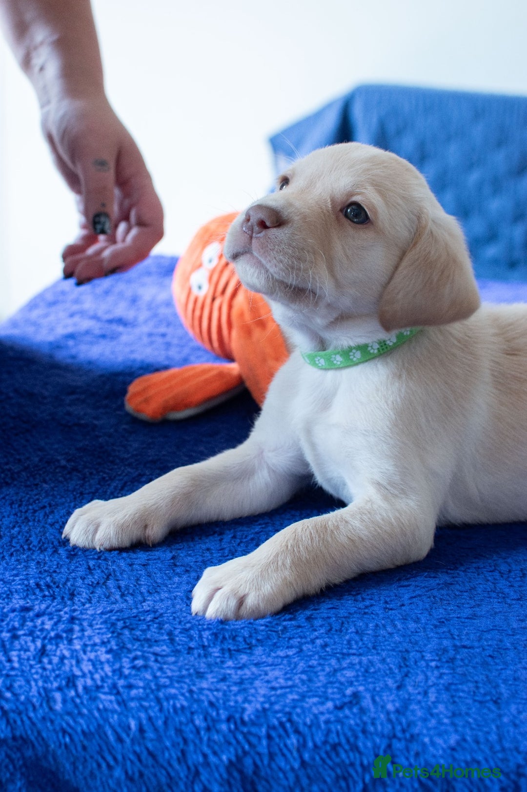 Labrador Retriever dogs for sale: Adorable Labrador Retriever Puppies  🐶💛 - Image 20