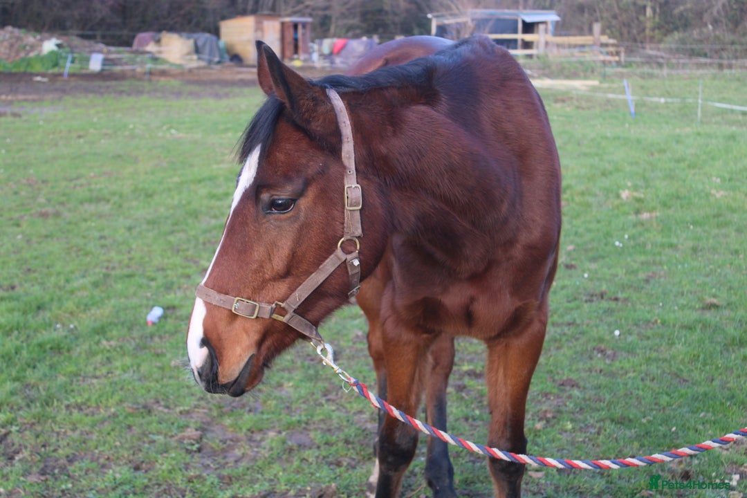 English Thoroughbred horses for sale: 15.2 unbroken project gelding  - Advert 6