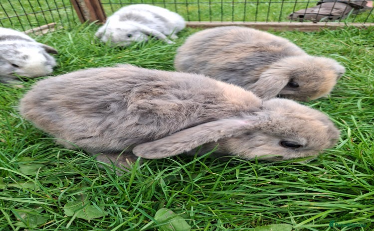 Mini Lop rabbits - Advert 2