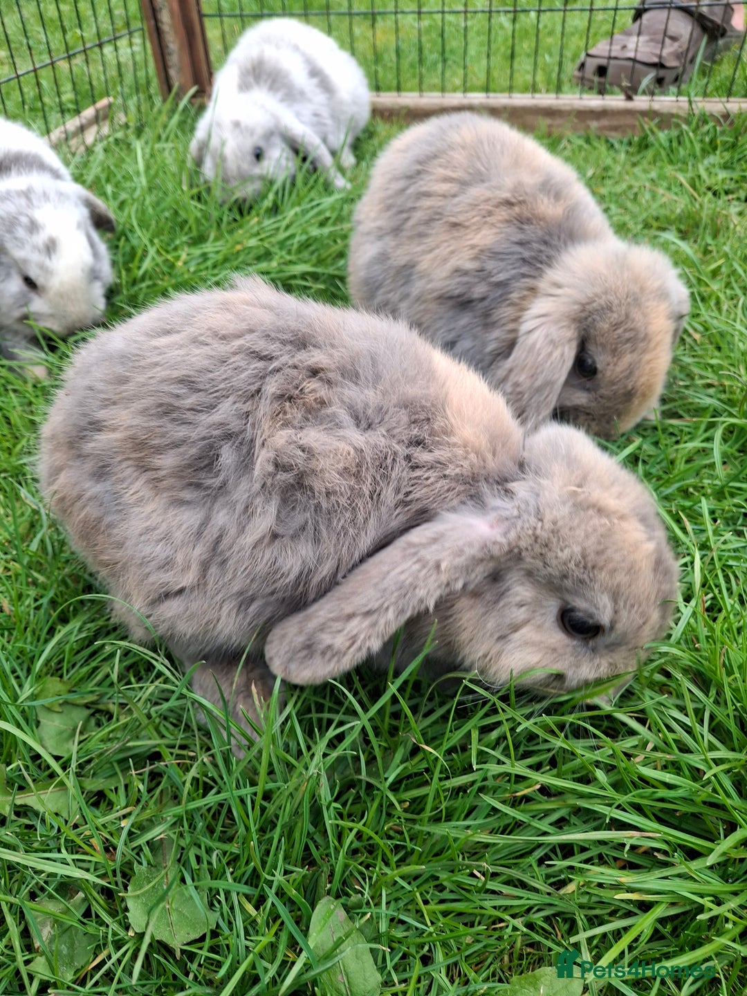 Mini Lop rabbits for sale: Baby Mini Lops ready to leave - Image 2
