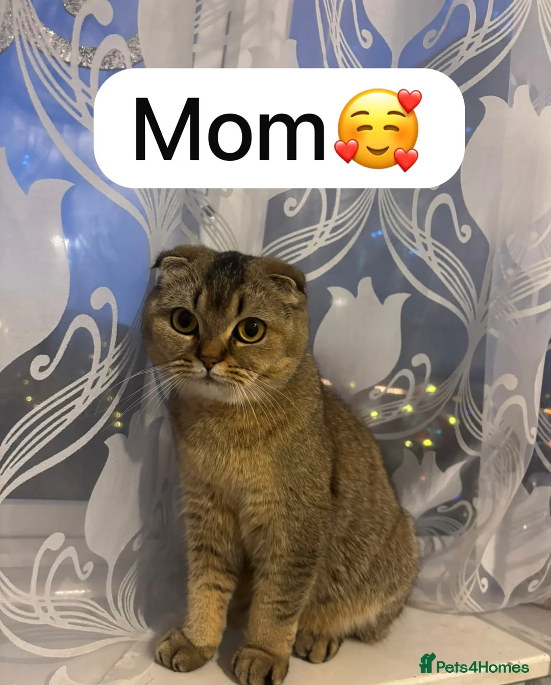 Scottish Fold cats for sale: Scottish Fold kitten - Advert 2