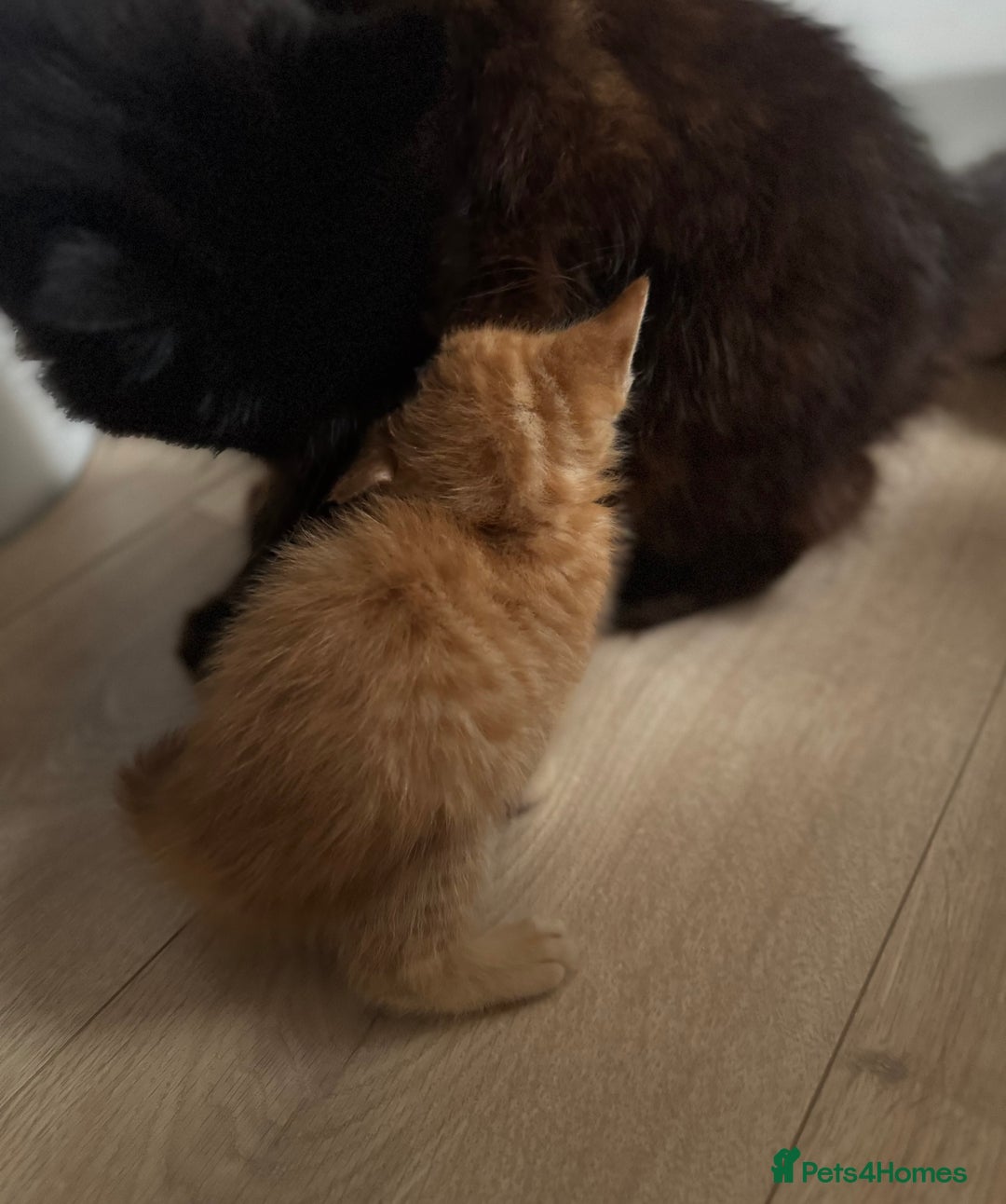 Mixed Breed cats for sale: Beautiful kittens  - Image 26