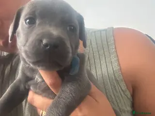 Staffordshire Bull Terrier dogs Stunning Blue Staffordshire Bull Terrier Puppies - Advert 3