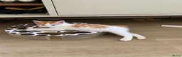 Mixed Breed cats for sale: Ready to go. Two girls and a boy Kuril bobtail mix - Advert 12