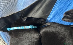 Mixed Breed dogs for sale: German shepherd puppies for sale  - Image 4