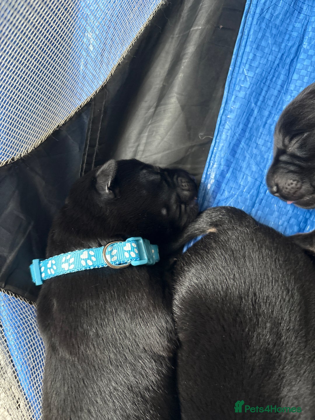 Mixed Breed dogs for sale: German shepherd puppies for sale  - Image 4