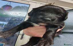 Mixed Breed dogs for sale: READY!! Sprocker jack pups + free bag in Hereford - Image 17