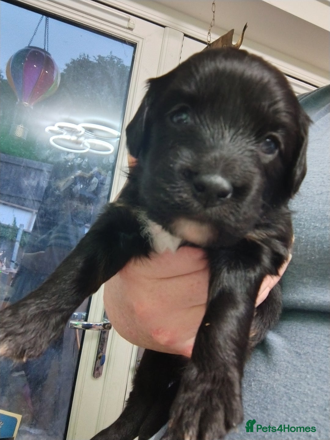 Mixed Breed dogs for sale: READY!! Sprocker jack pups + free bag in Hereford - Image 17
