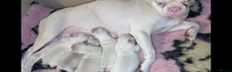 French Bulldog dogs for sale: 2 top quality French bulldogs  - Advert 4