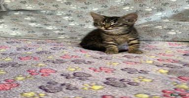 Mixed Breed cats in Waltham Cross - Advert 4