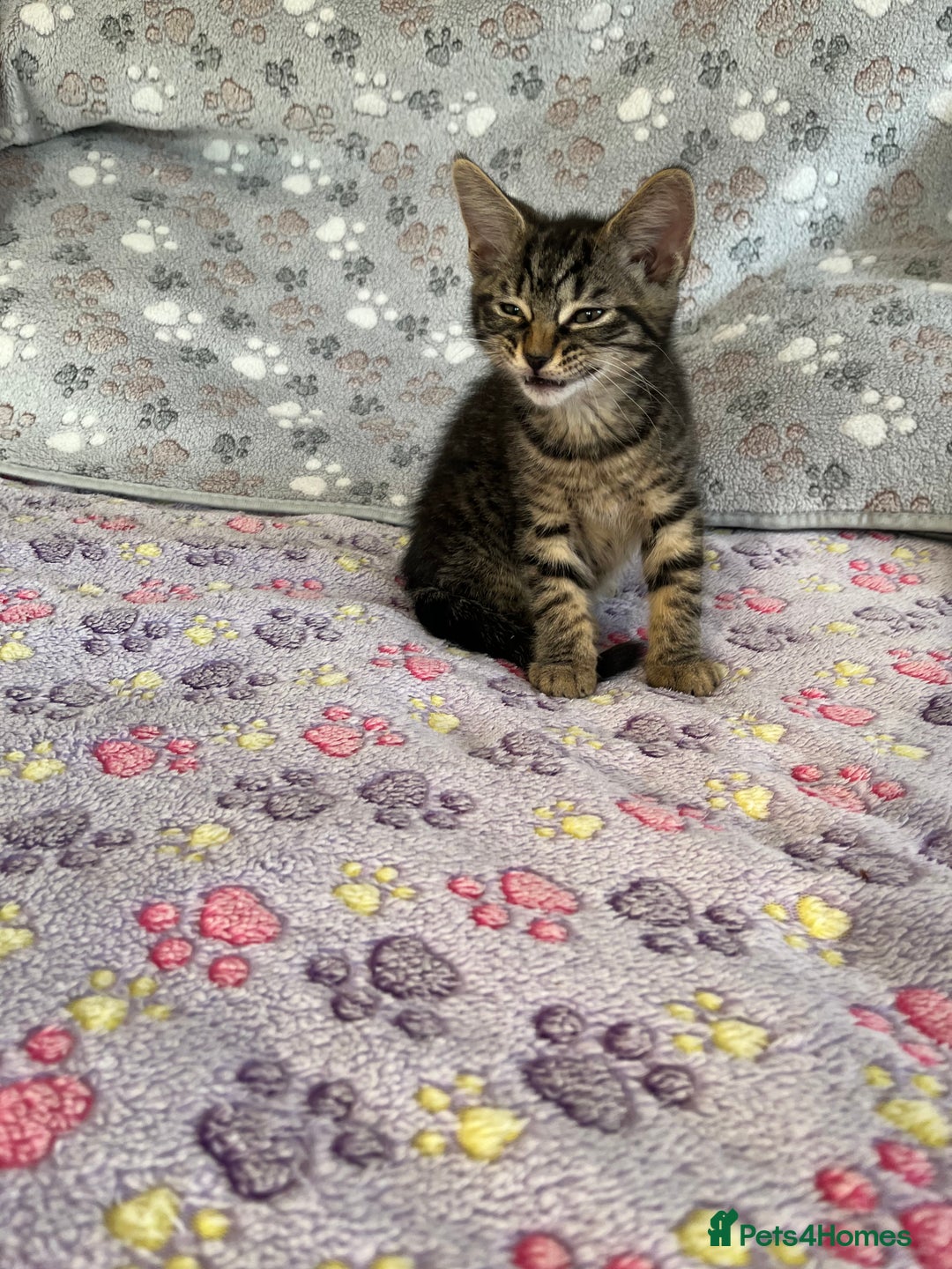 Mixed Breed cats for sale: Mixed breed adorable kittens in Waltham Cross - Image 2